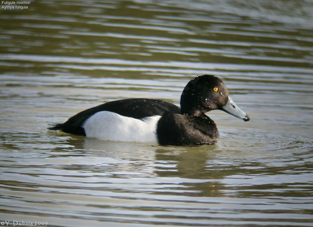 Tufted Duck