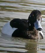 Tufted Duck