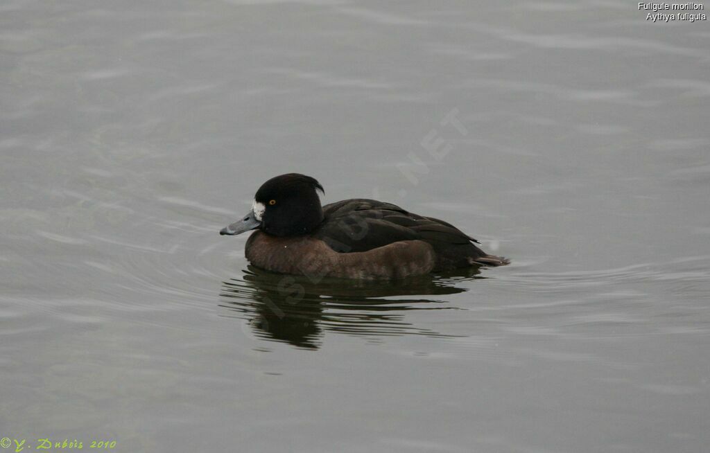 Tufted Duck