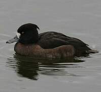 Tufted Duck