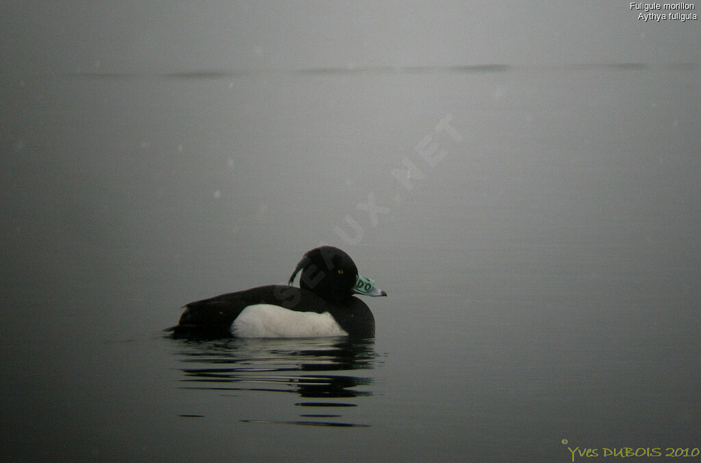 Tufted Duck