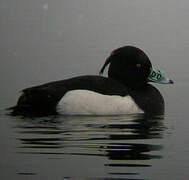 Tufted Duck