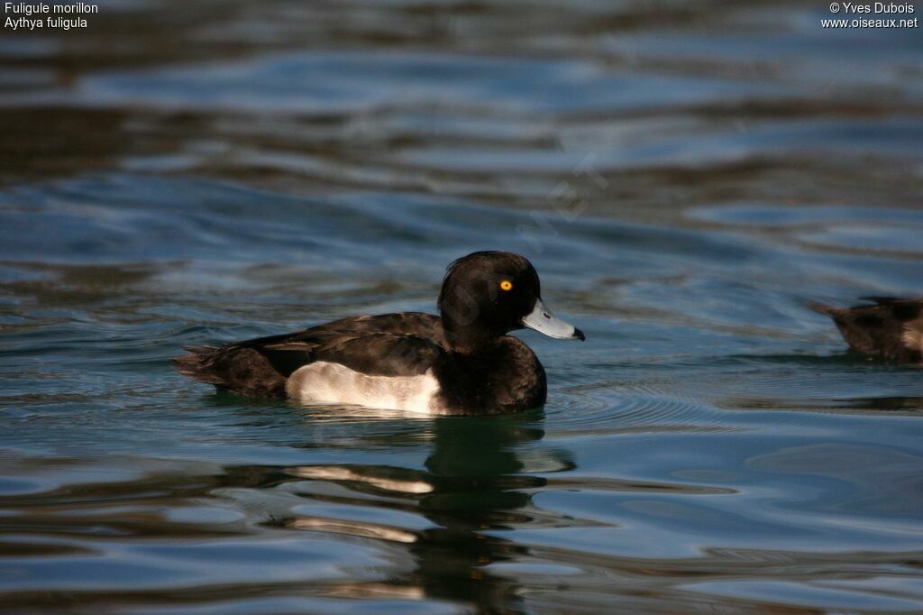 Tufted Duck