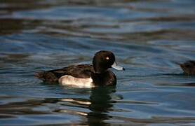 Tufted Duck