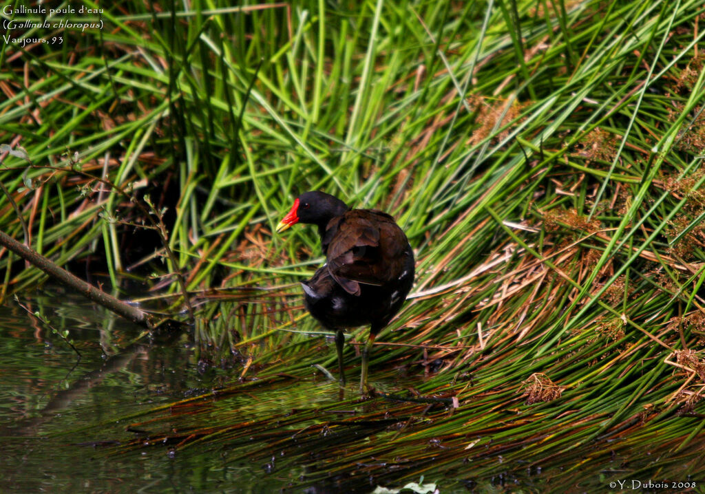 Gallinule poule-d'eau