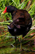 Common Moorhen