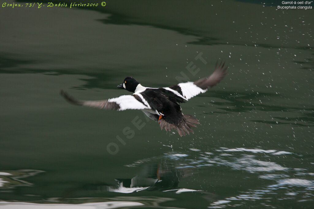 Common Goldeneye