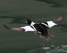 Common Goldeneye