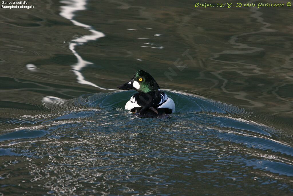 Common Goldeneye