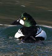 Common Goldeneye