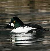 Common Goldeneye