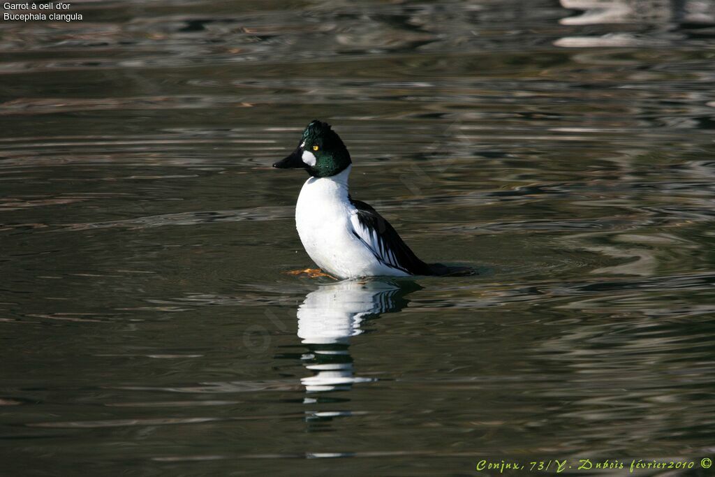 Common Goldeneye