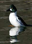 Common Goldeneye