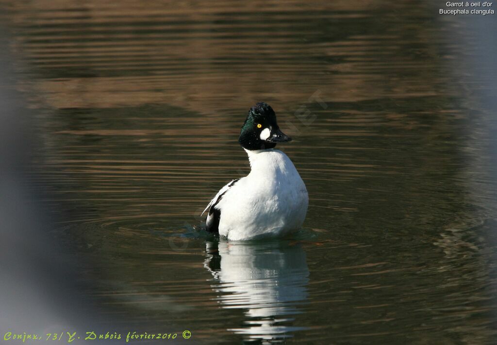 Common Goldeneye