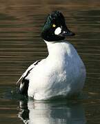 Common Goldeneye