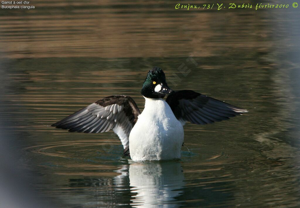 Common Goldeneye