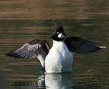 Common Goldeneye