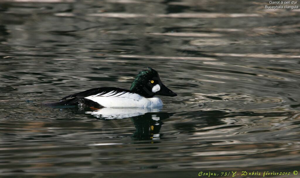 Common Goldeneye