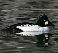 Common Goldeneye