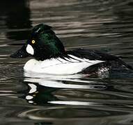 Common Goldeneye