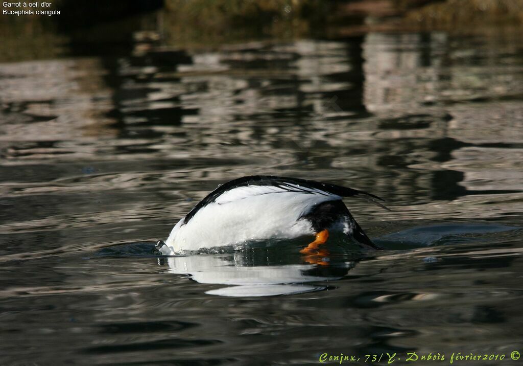 Common Goldeneye