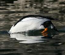 Common Goldeneye