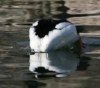 Common Goldeneye