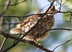 Hazel Grouse