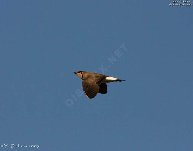 Glaréole orientale yvdu64899