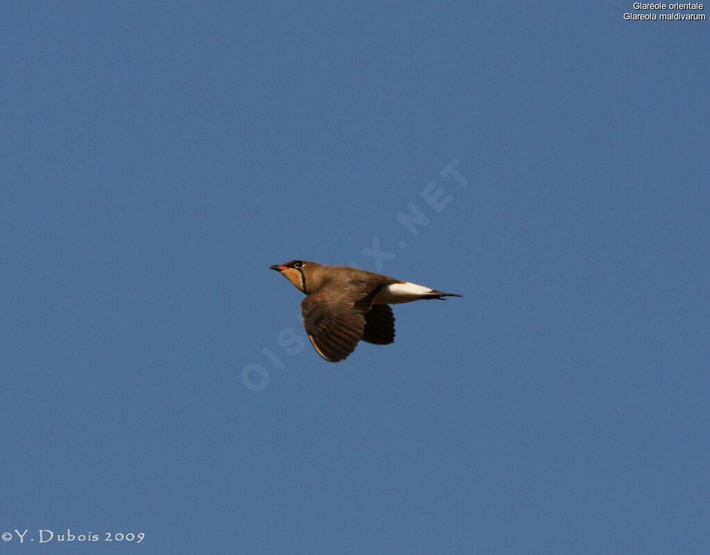 Oriental Pratincole