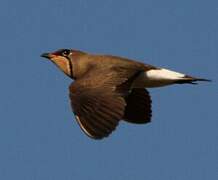 Oriental Pratincole