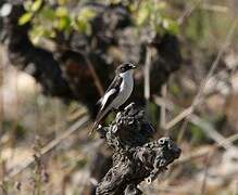 European Pied Flycatcher