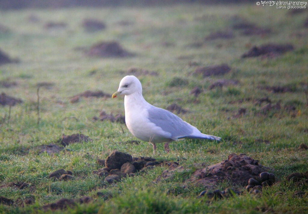 Goéland à ailes blanches