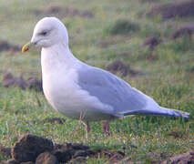 Goéland à ailes blanches