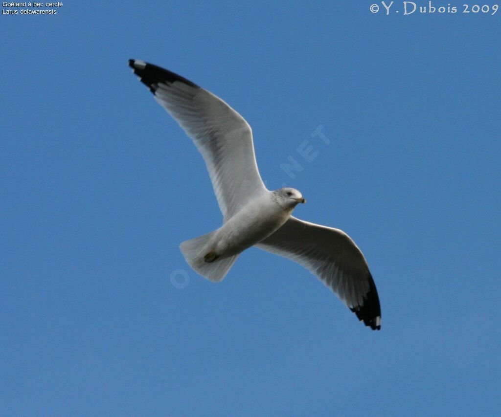 Ring-billed Gull