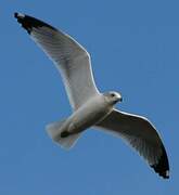 Ring-billed Gull