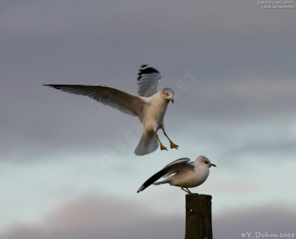 Ring-billed Gull