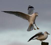 Ring-billed Gull