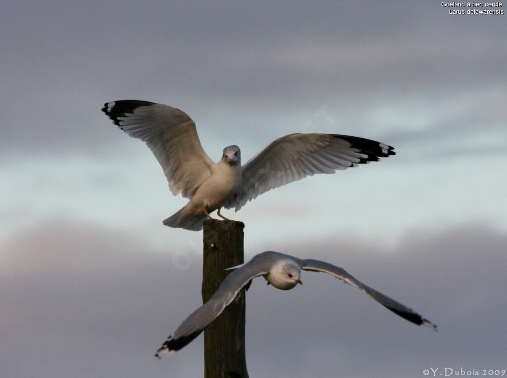 Ring-billed Gull