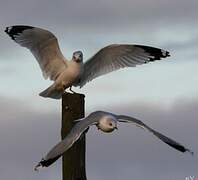 Ring-billed Gull