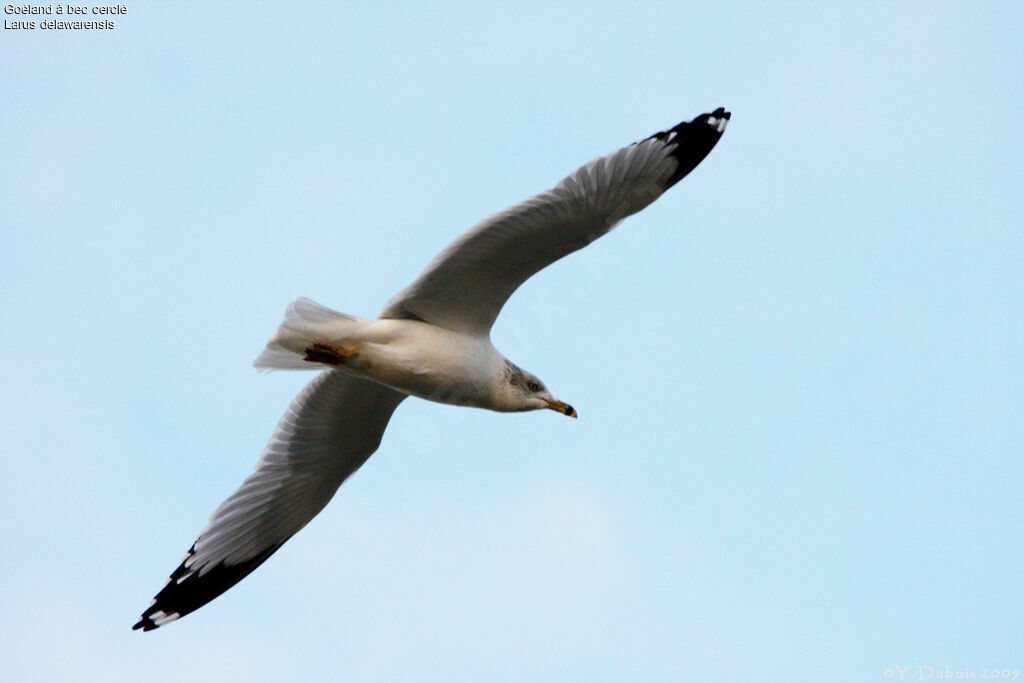 Ring-billed Gull