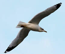 Ring-billed Gull