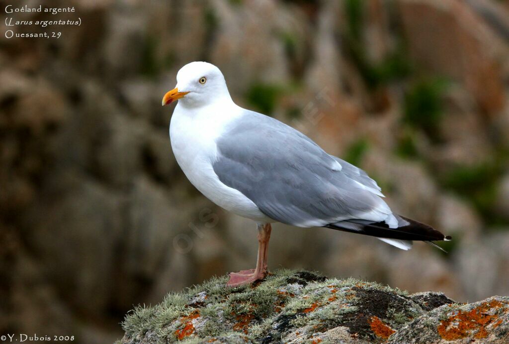 Goéland argenté