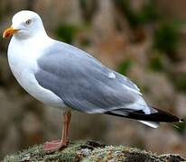 Goéland argenté