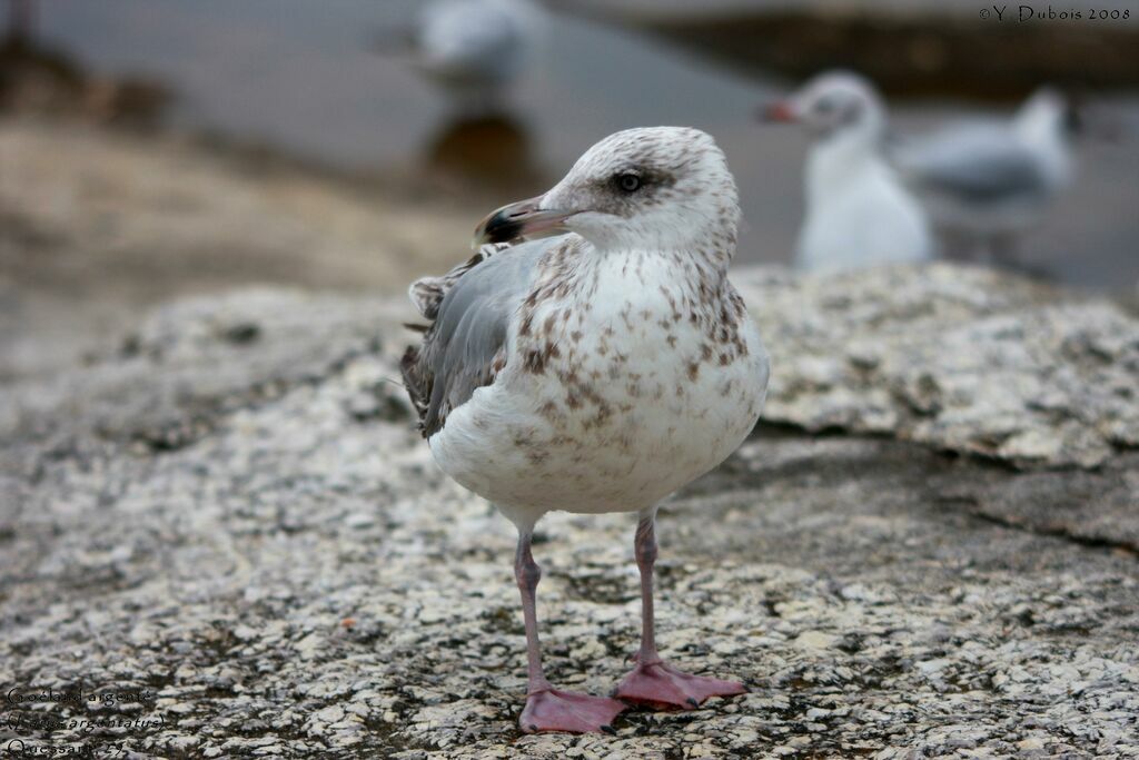 European Herring Gull