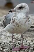 European Herring Gull