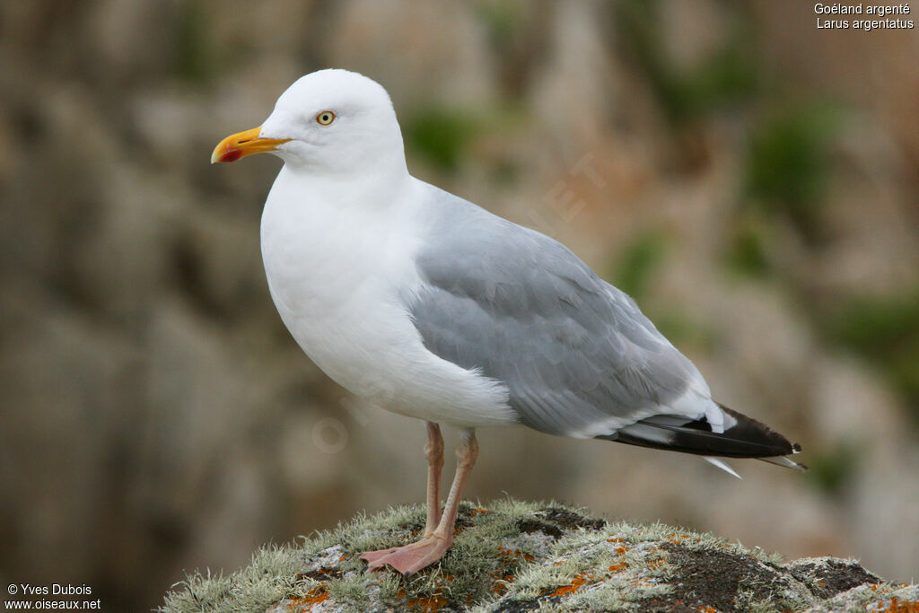 Goéland argenté