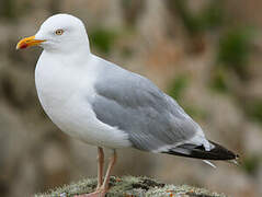 European Herring Gull