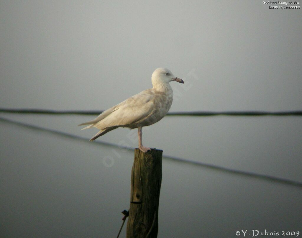 Glaucous Gull