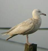 Glaucous Gull